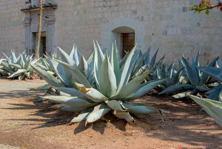 Врач назвал &quot;полезный&quot; крепкий алкоголь: от него нет похмелья!